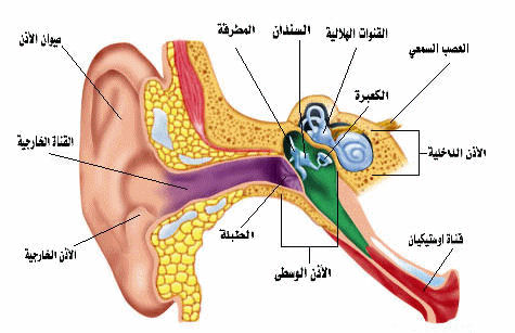 طنين الأذن.. الأسباب والعلاج Attachment